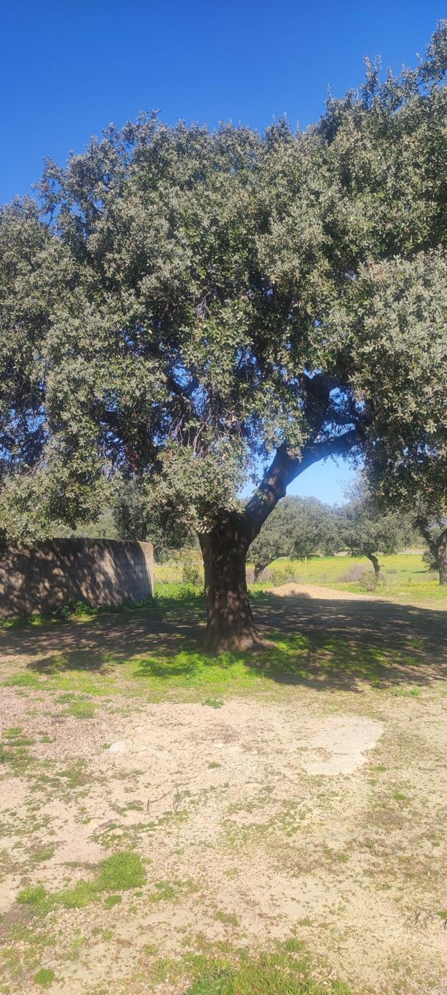 Finca Las Gamitas Almoharin Екстер'єр фото